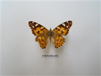 藏品(小紅蛺蝶)的圖片